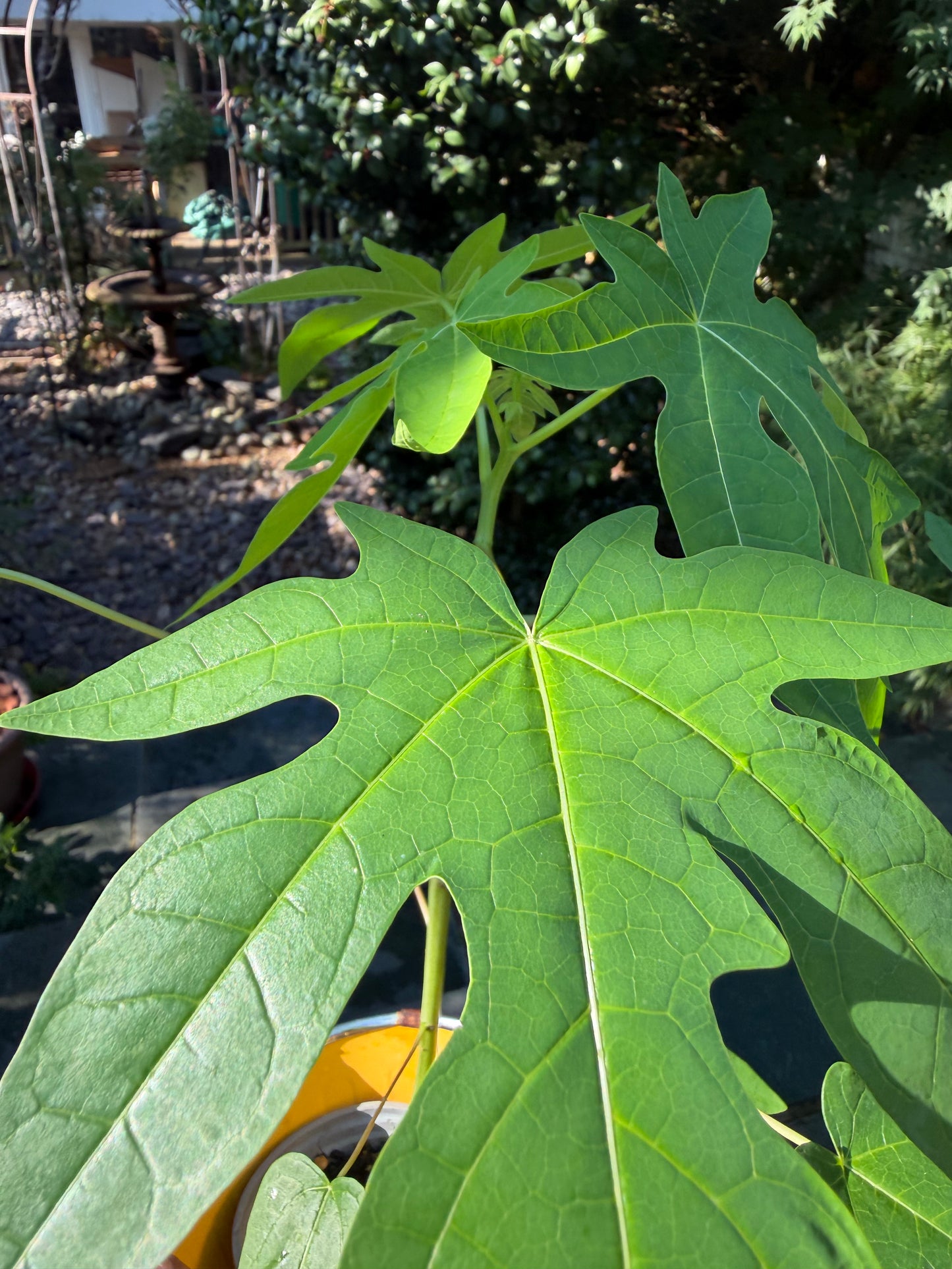 Papaya Plant - Sale