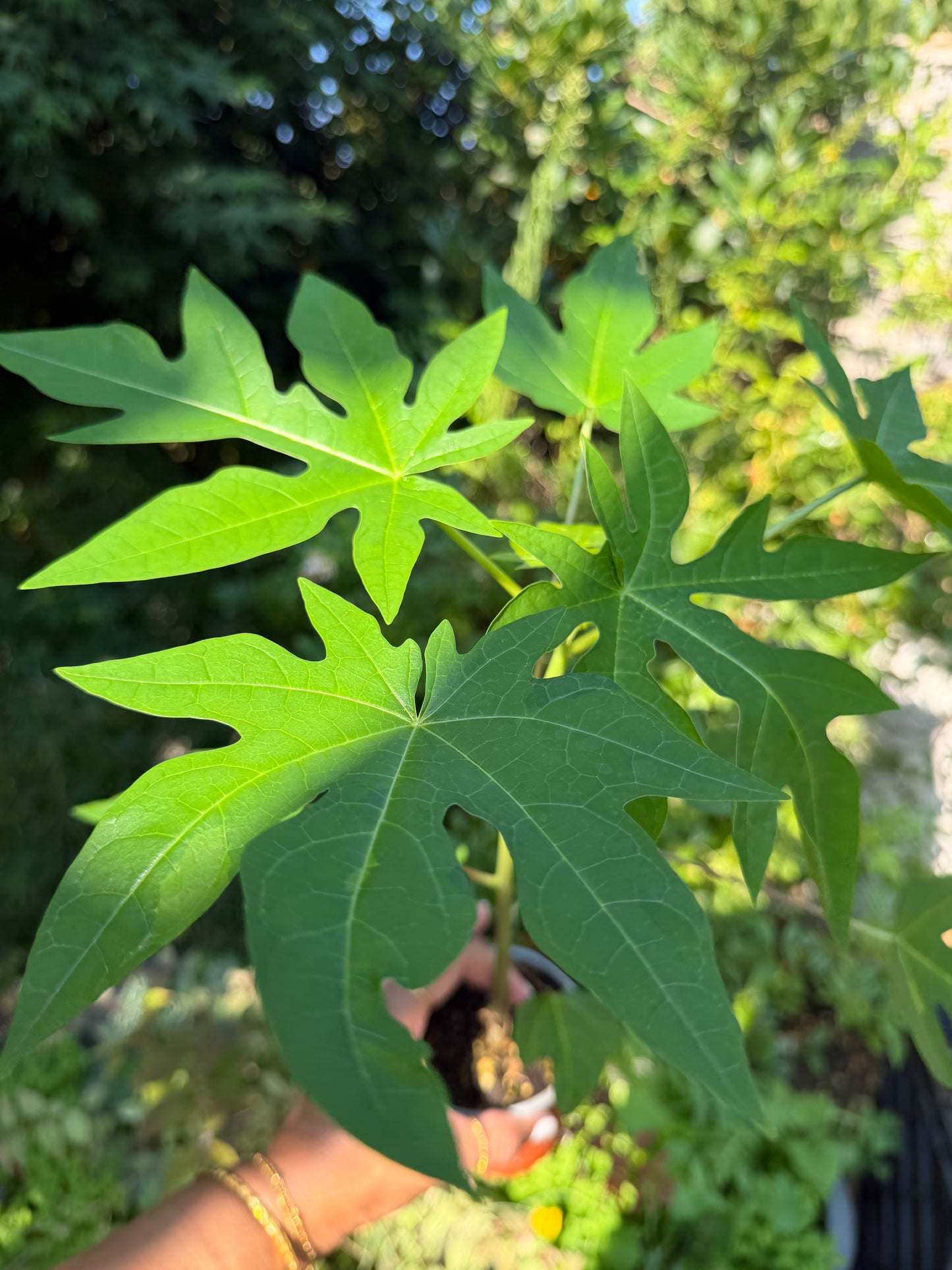Papaya Plant - Sale
