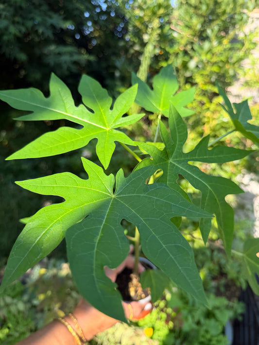 Papaya Plant (Sale)