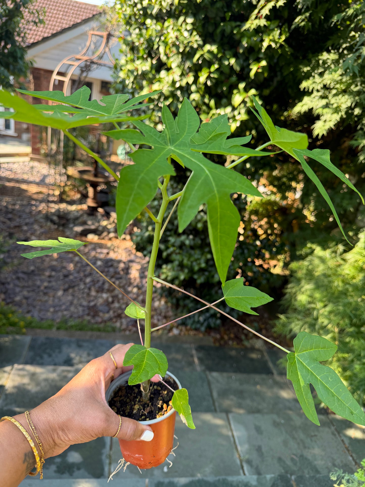 Papaya Plant - Sale