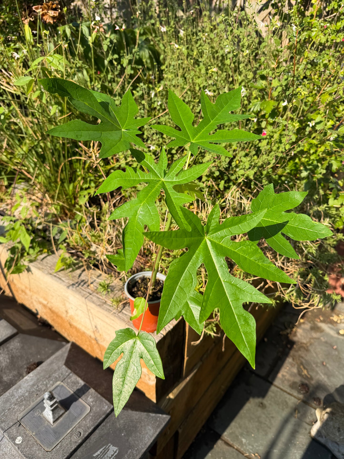 Papaya Plant - Sale