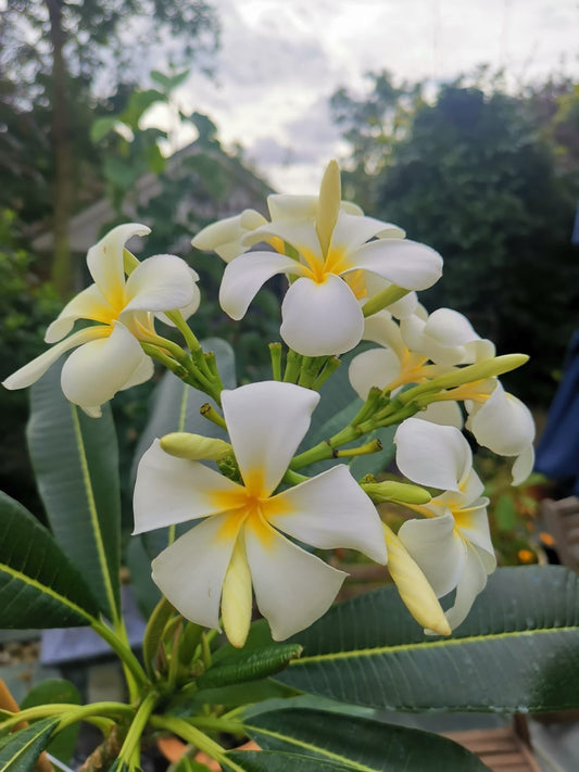 White Plumeria / Frangipani Plant