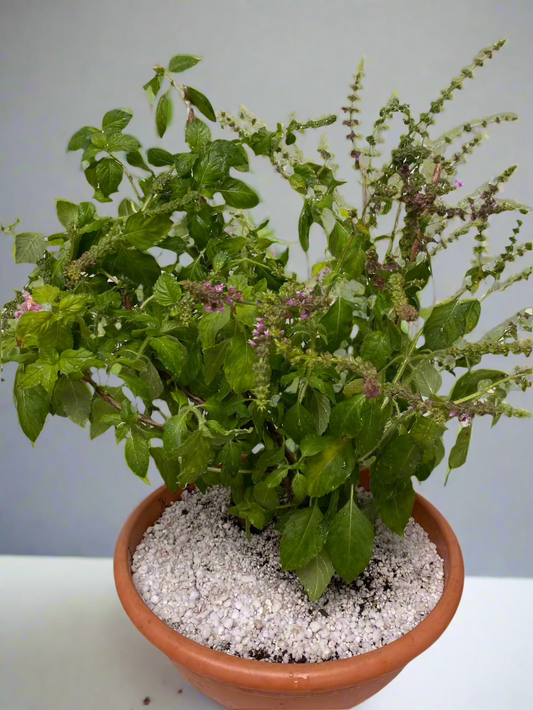 Tulsi Plant (Holy Basil) Collection only