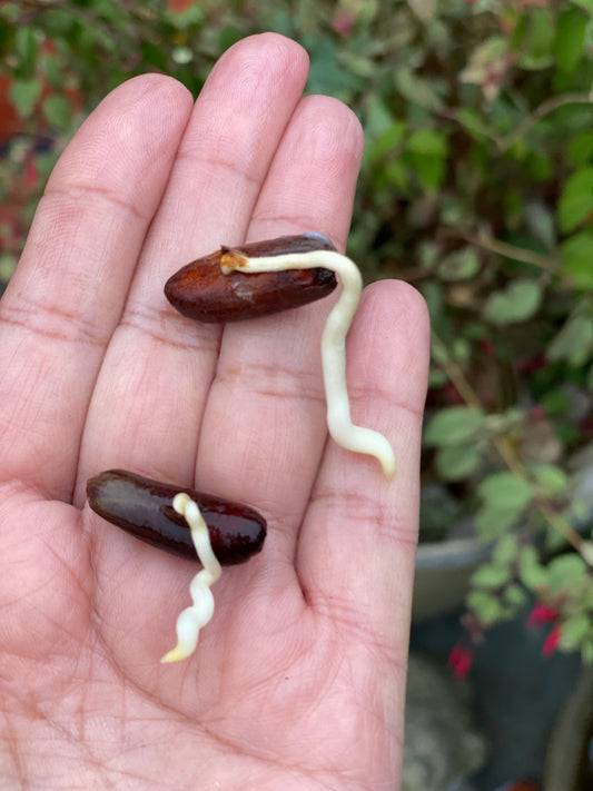 2 Premium Germinated Medjool Date Seeds