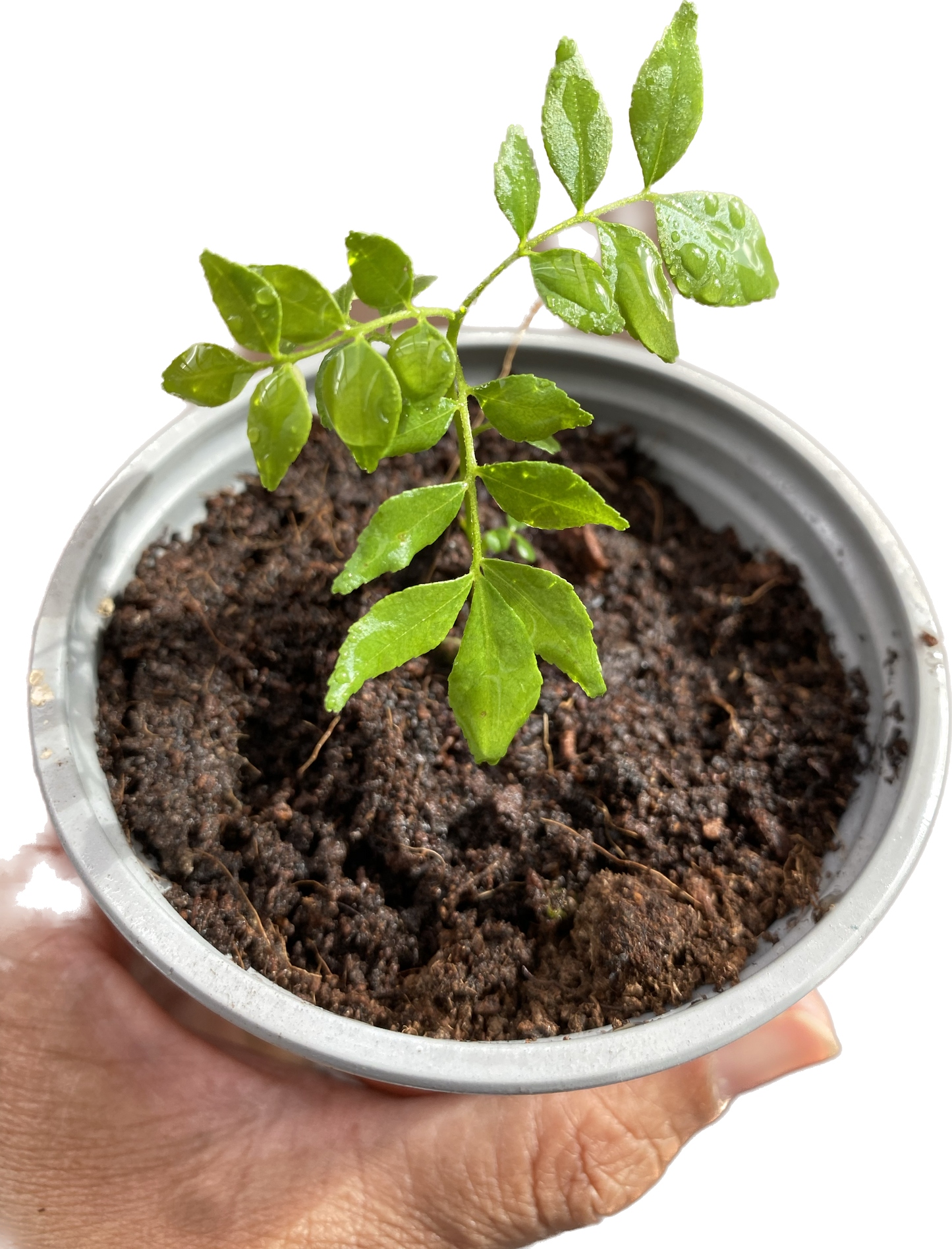 Curry Leaf Plant Seedling