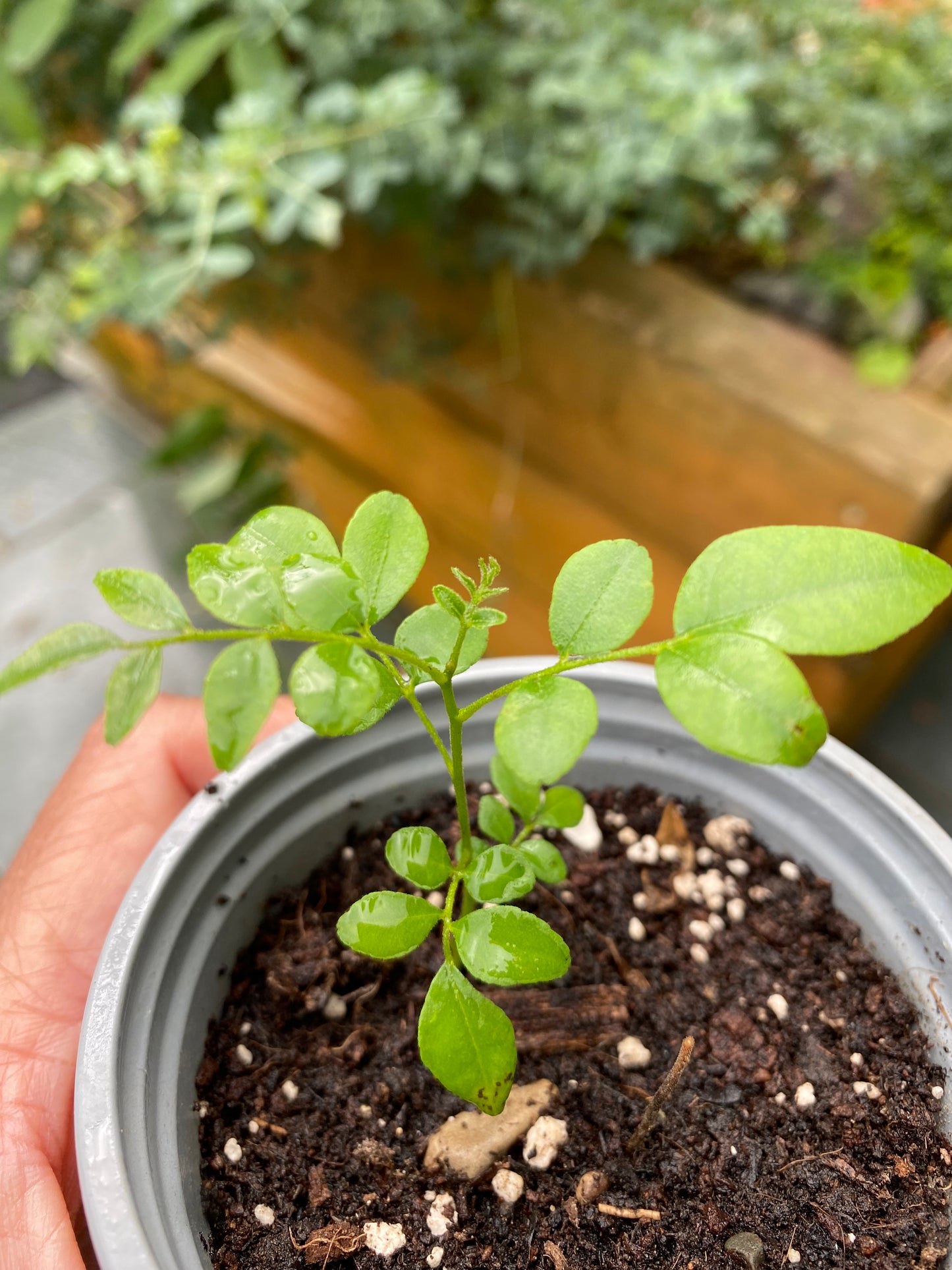 Curry Leaf Plant Seedling