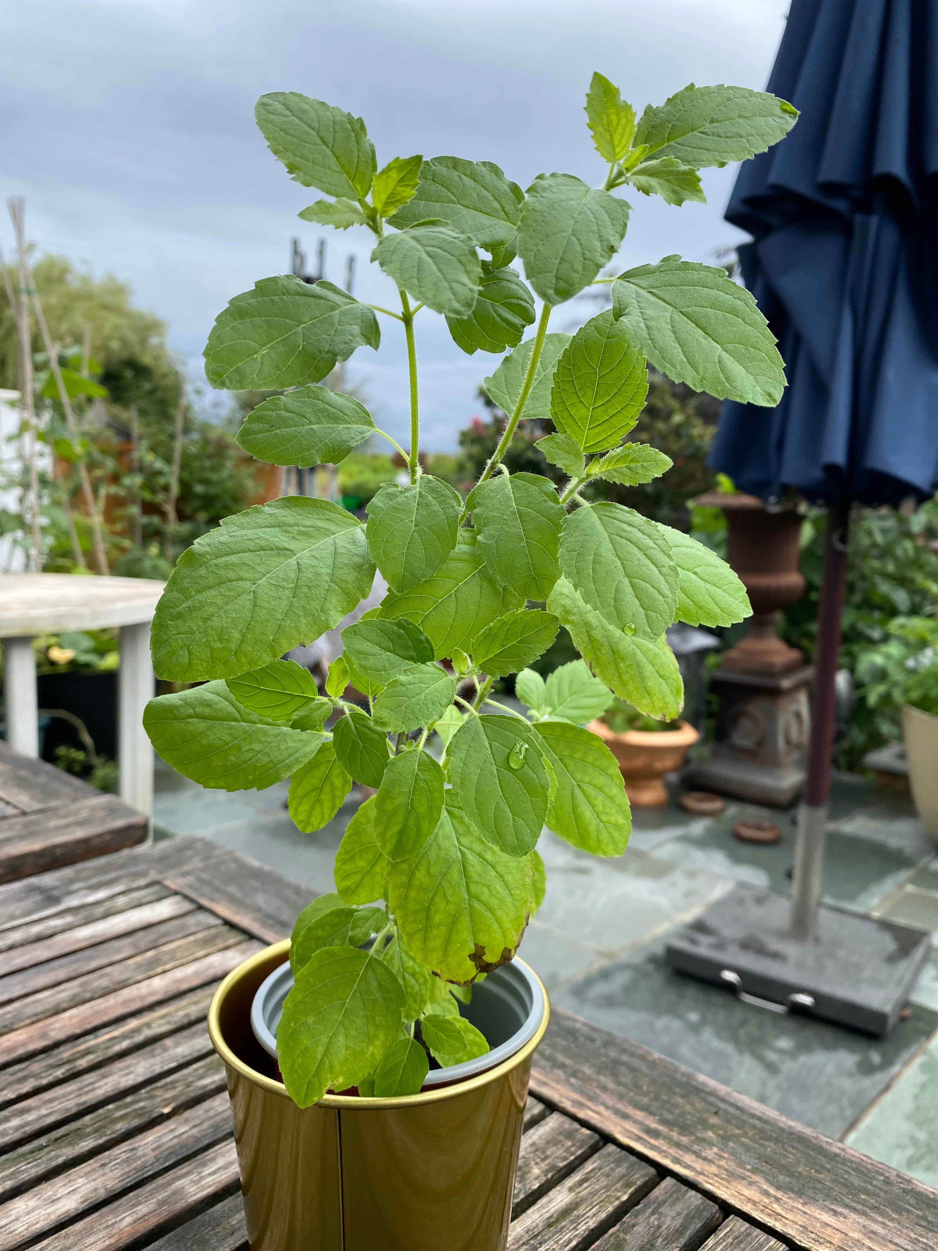 Tulsi Plant Holy Basil Grow More Plants