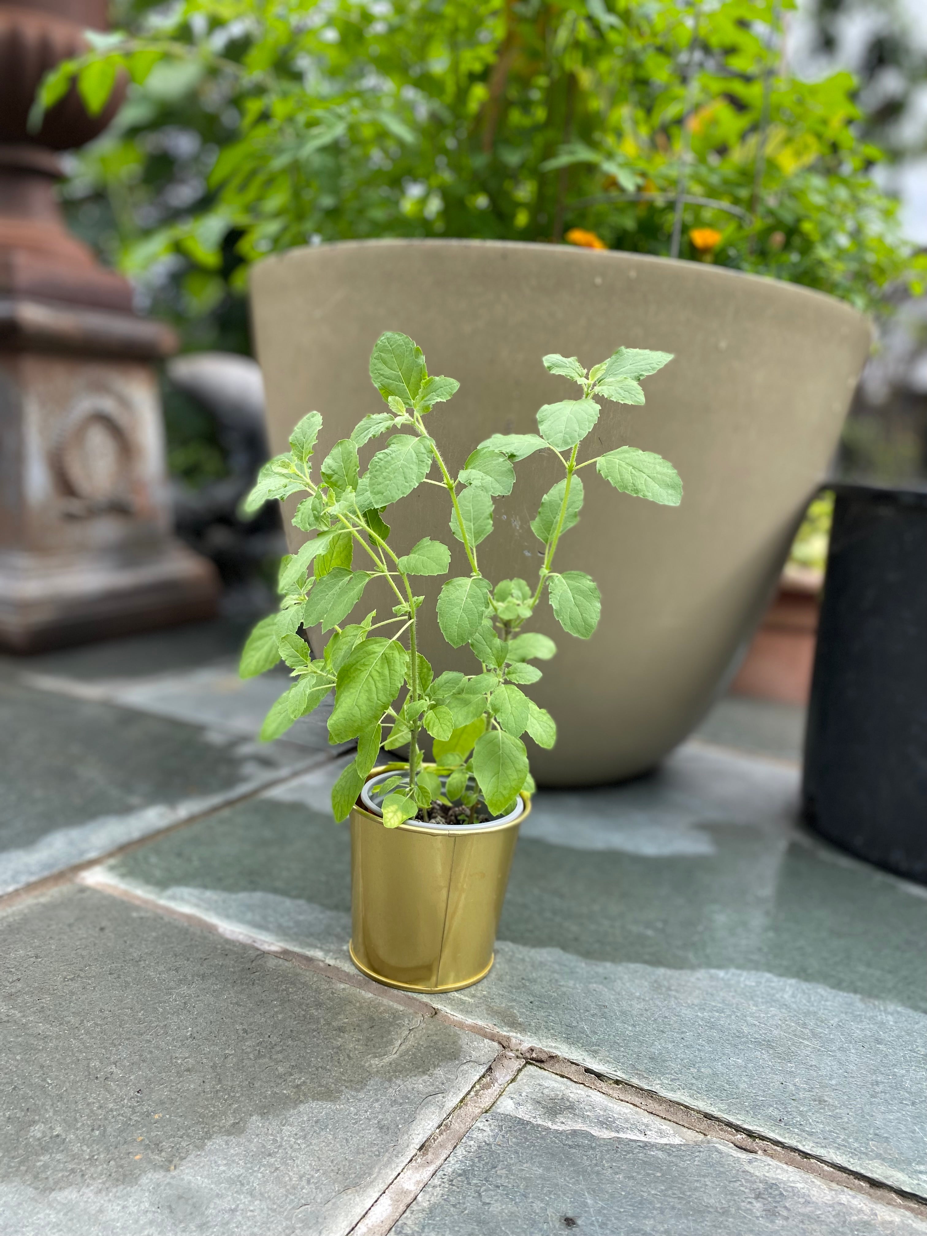 Tulsi Plant Holy Basil Grow More Plants