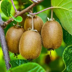 Kiwi Fruit Plant