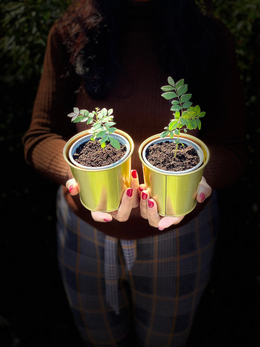 Curry Leaf Plant in Gold Pot