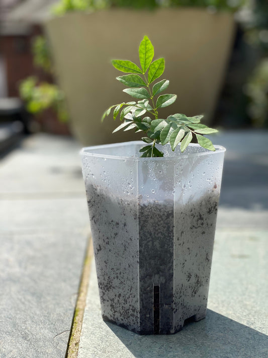 Curry Leaf Plant in a Root Control Pot