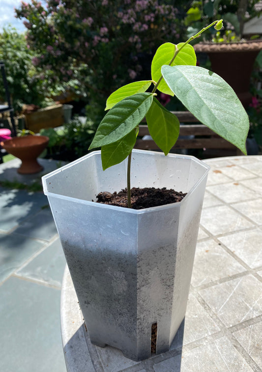 Custard Apple Plant (Sitafal)
