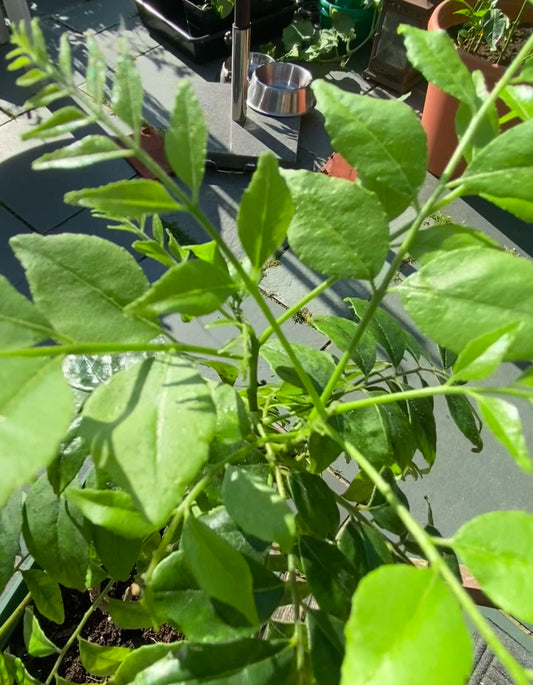 3 Year old Curry Leaf Plant