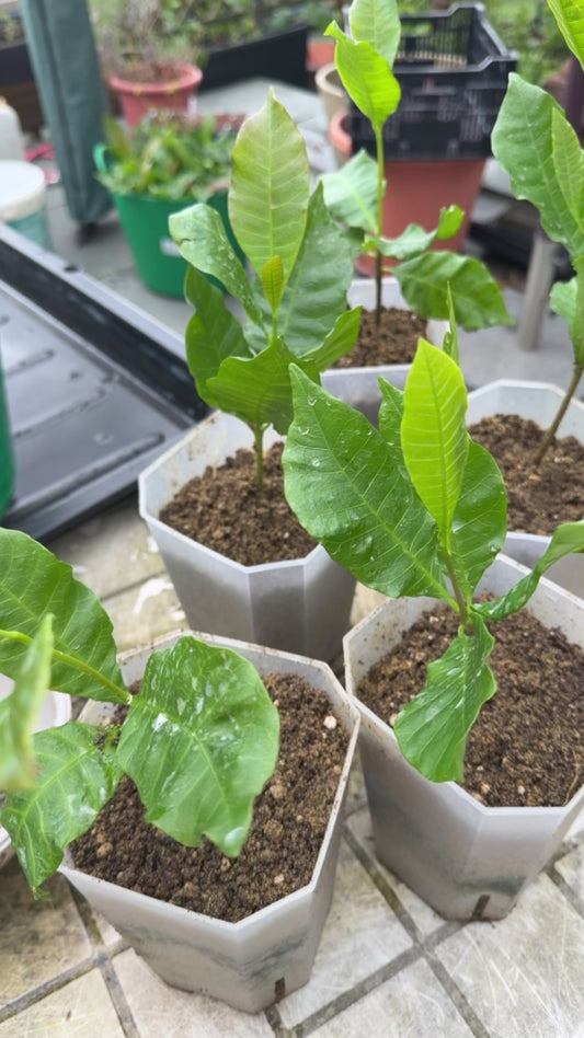 Cashew Nut Plant (Kaju)