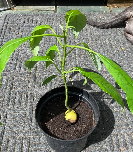 Avocado Plant (Sale)
