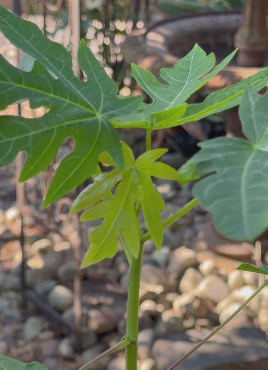 Papaya seedling
