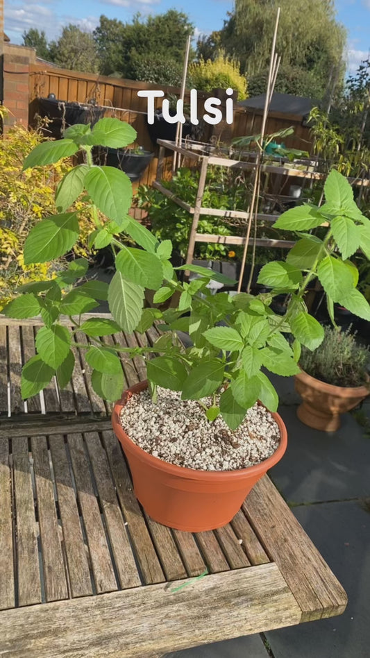 Tulsi Plant (Holy Basil) low Pot